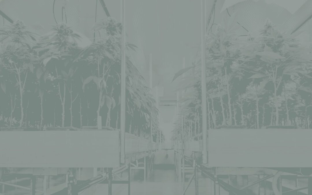 A Guide for Intelligent Benching to Maximize Your Cultivation Space