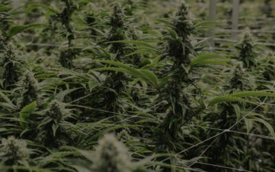 The Chemistry Behind Cannabis Fertilizers & Nutrition